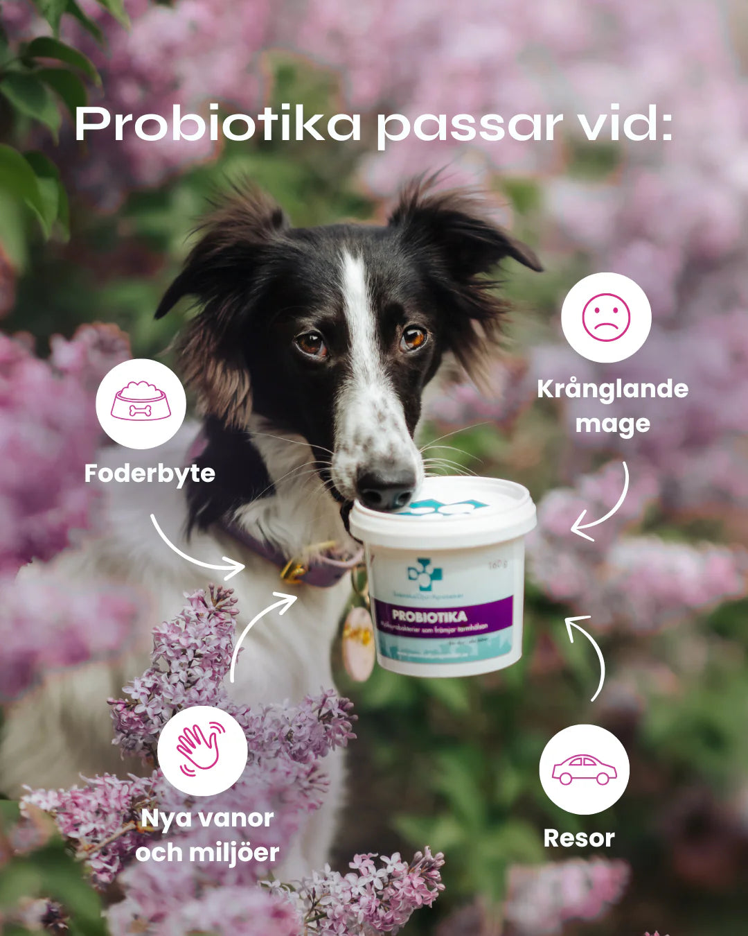 Svenska Djurapoteket Probiotika