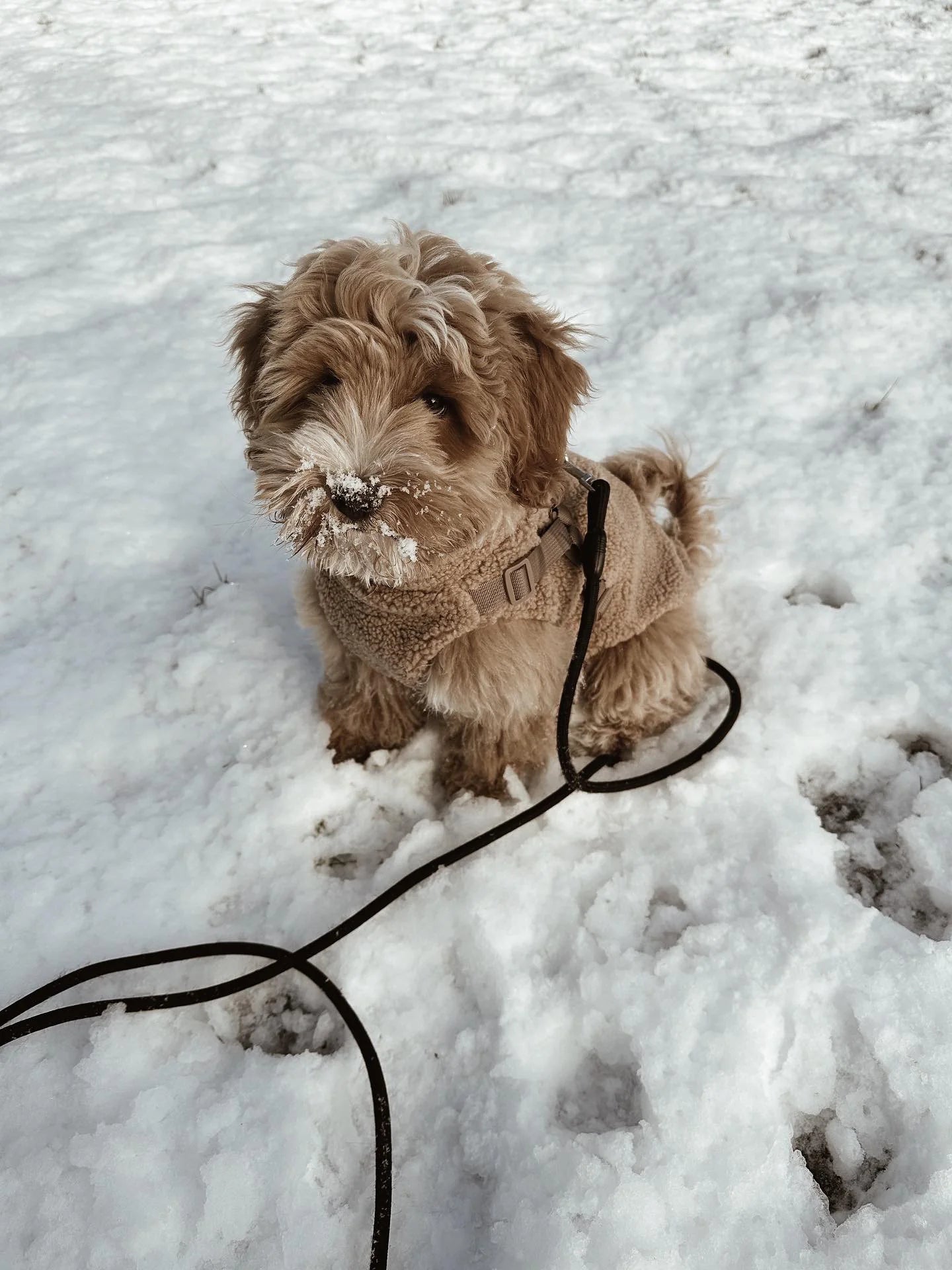 Puppy Bohéme Teddyjacka