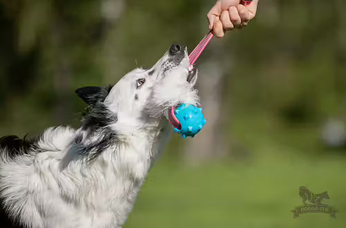 Doggie-Zen Sure Grip fårskinnskampis M med Amazing pipboll