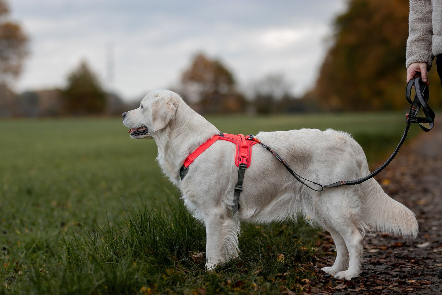 Non-Stop Dogwear Ramble Harness