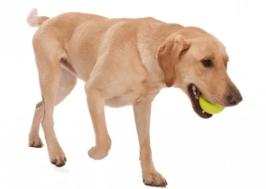 West Paw Boll Jive Grön