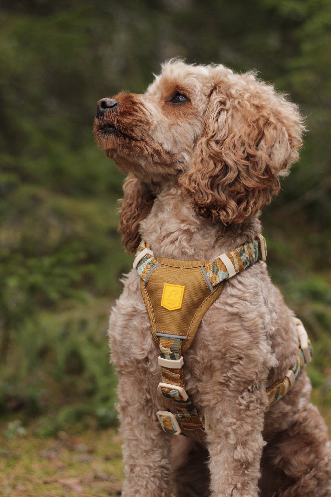 Woolly Wolf Sele Cloudbeam
