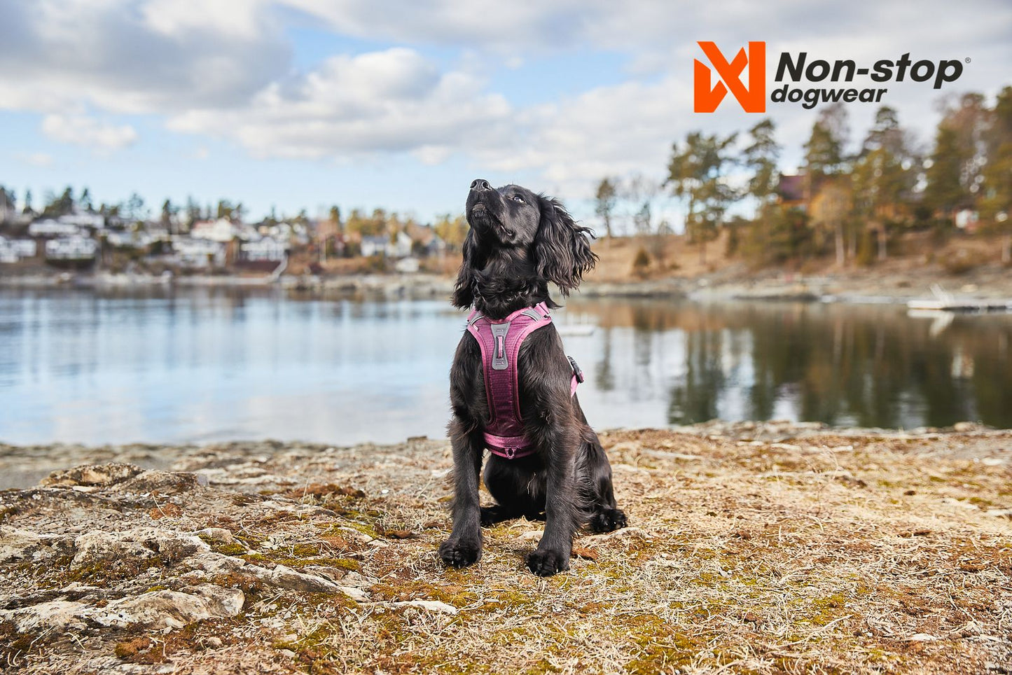 Non-Stop Dogwear Ramble Harness