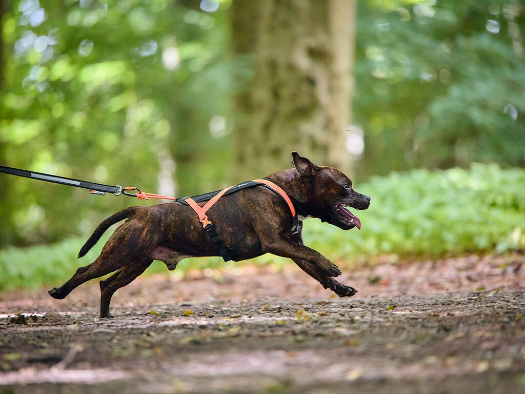 Non-Stop Dogwear Rush Harness