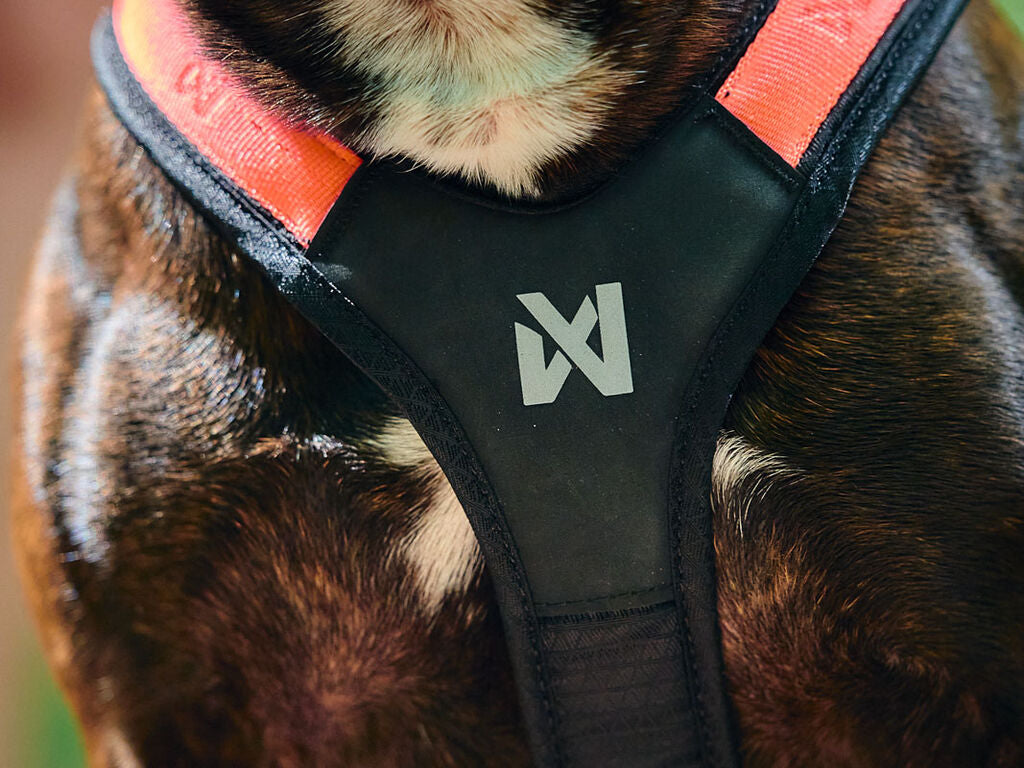 Non-Stop Dogwear Rush Harness
