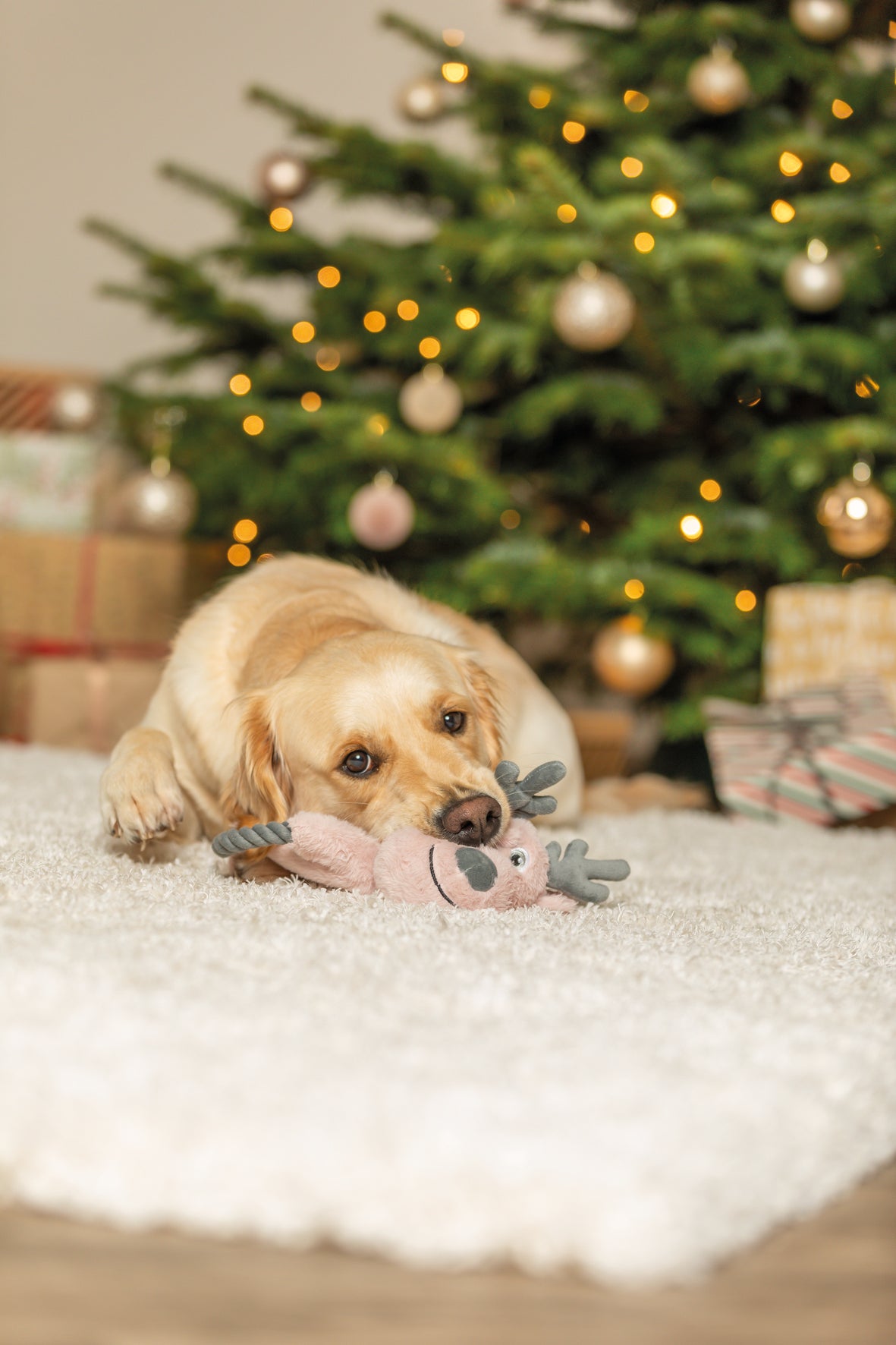 Ren med prassel och rep