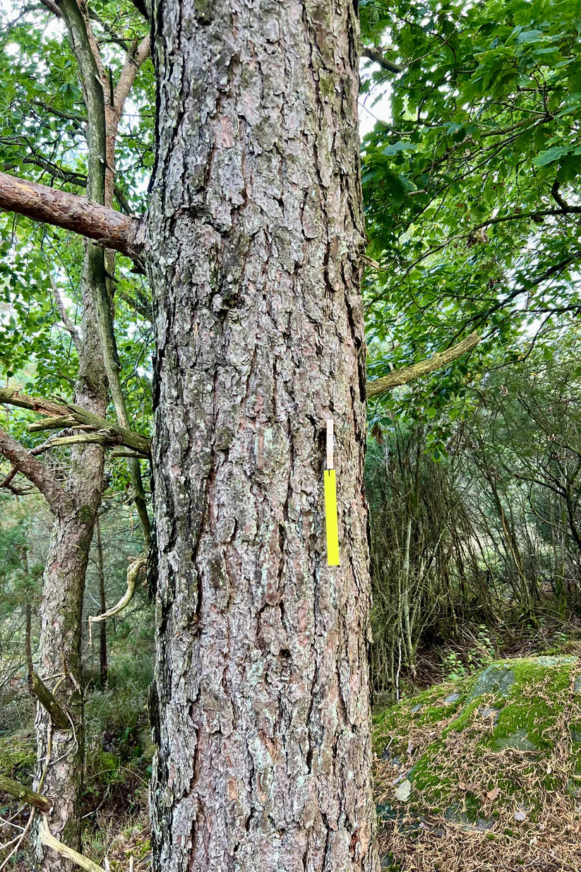 Tassmark Snitselpaket För Spår
