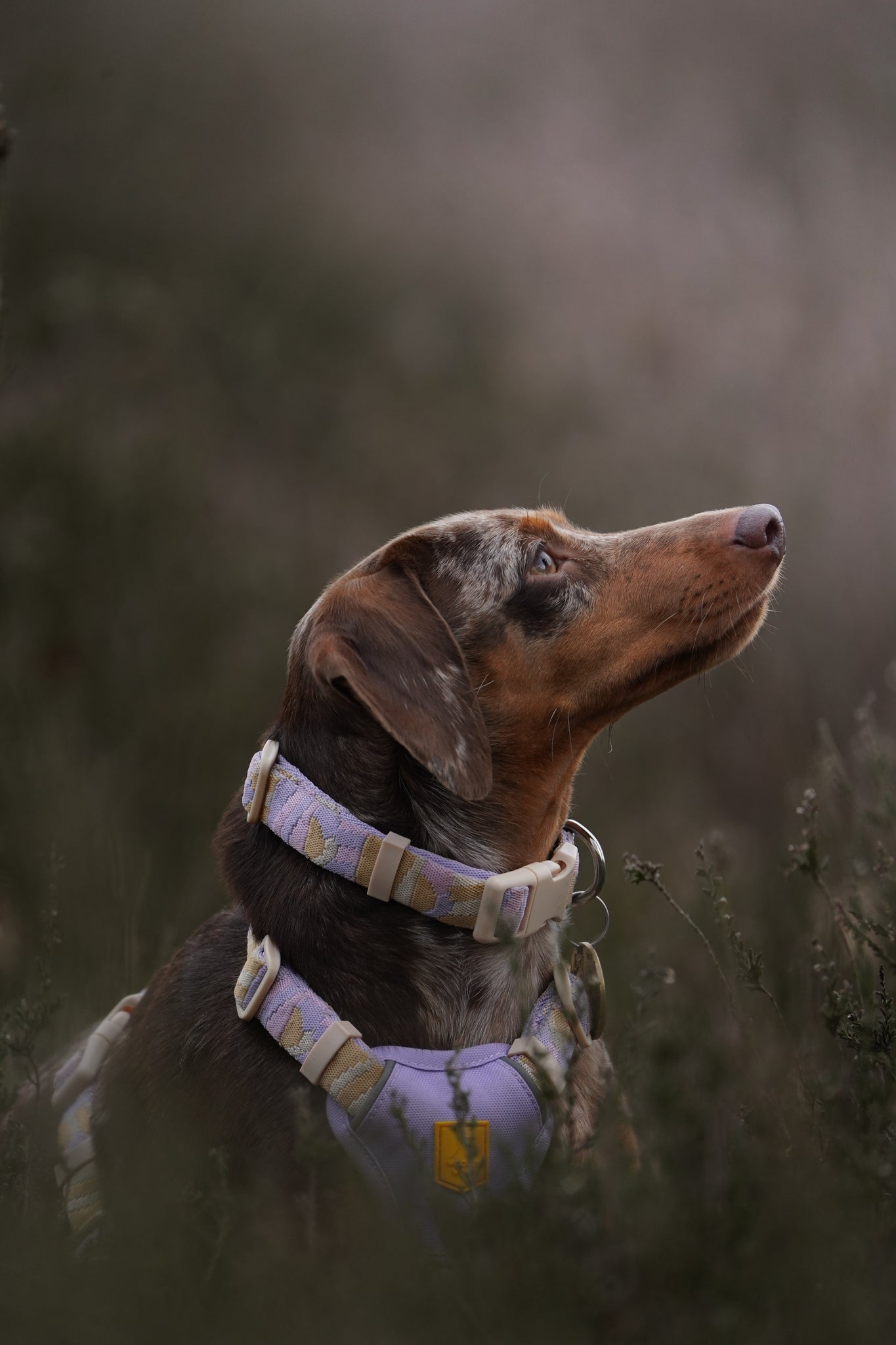 Woolly Wolf Halsband Sunshower