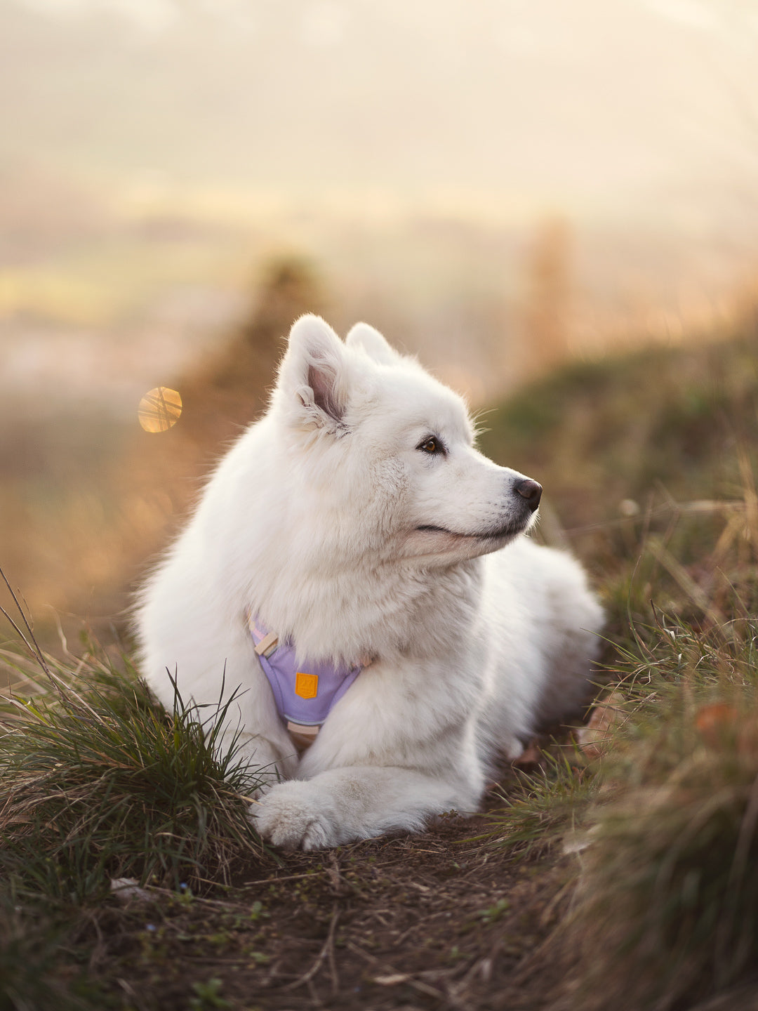 Woolly Wolf Sele Sunshower