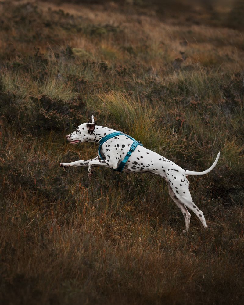 Non-Stop Dogwear Line Harness 5.0