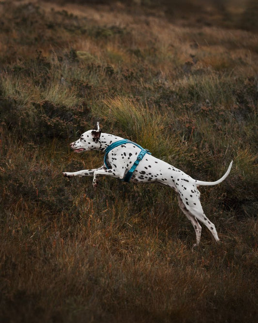 Non-Stop Dogwear Line Harness 5.0