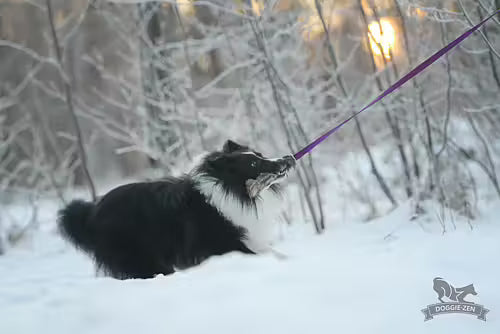 Doggie-Zen Kaninjagarkampis S