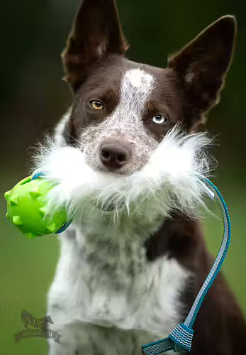 Doggie-Zen Sure Grip fårskinnskampis M med Amazing pipboll