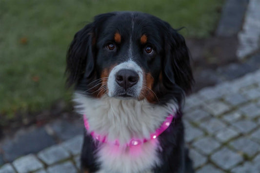 Flash Light Halsband