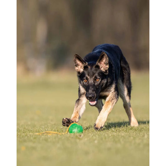 Starmark GripCord ChewBall