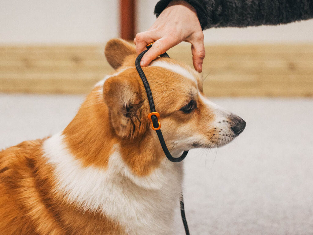 Non-Stop Dogwear Retrieverkoppel 160 cm