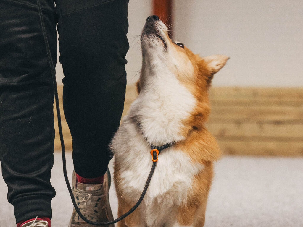 Non-Stop Dogwear Retrieverkoppel 160 cm