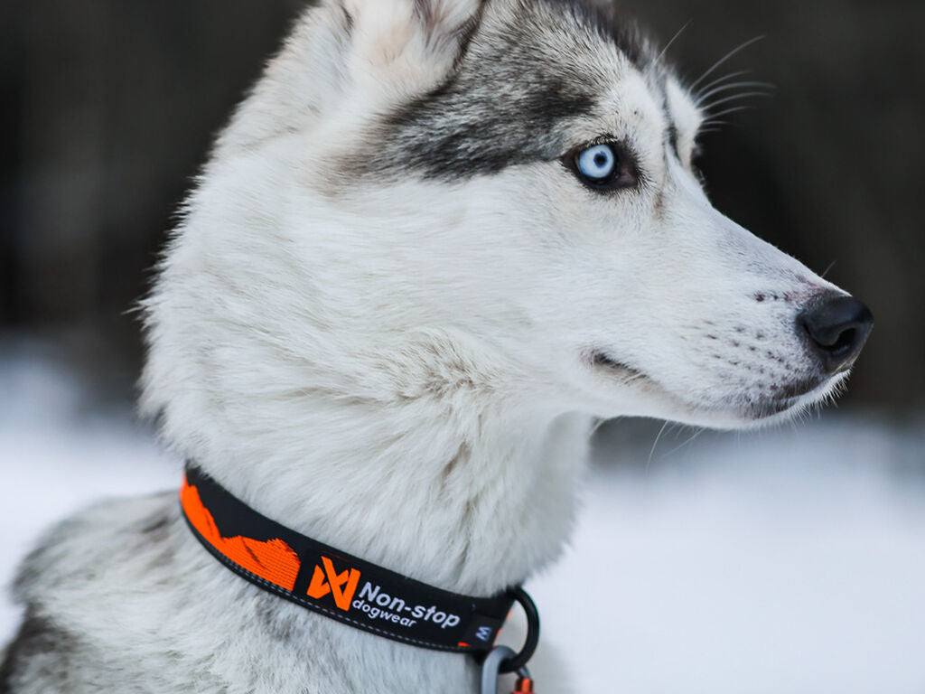 Non-Stop Dogwear Trail Quest Collar